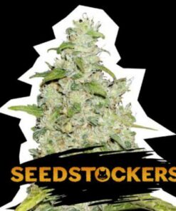 Amnesia auto Seed Stockers