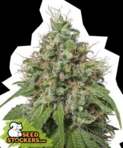 Amanesia fem Seed Stockers