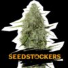 BNC Critical XXL auto Seed Stockers