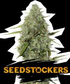 BNC Critical XXL auto Seed Stockers