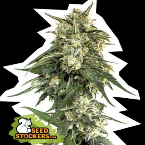 BCN Critical XXL fast version Seed Stockers