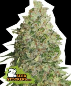 BCN Critical XXL fem Seed Stockers