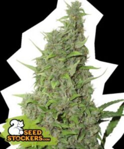 BCN Power Plant fem Seed Stockers