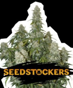Big Bud auto Seed Stockers