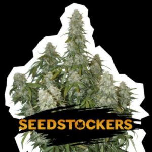 Big Bud auto Seed Stockers