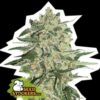 Big Bud fem Seed Stockers