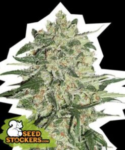 Big Bud fem Seed Stockers