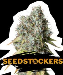 Bruce Banner auto Seed Stockers