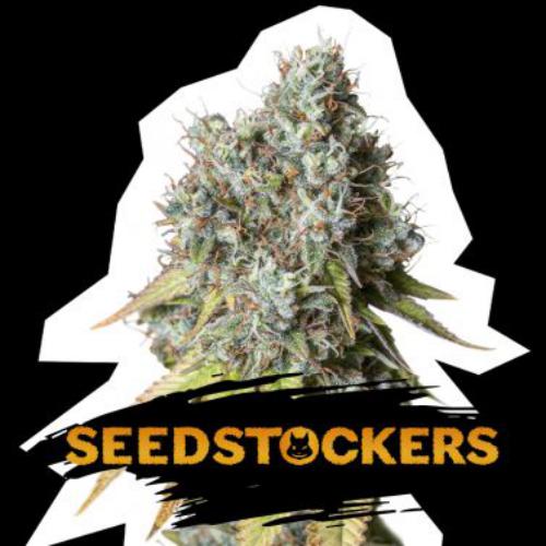 Bruce Banner auto Seed Stockers