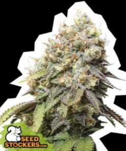 Bruce Banner fem Seed Stockers