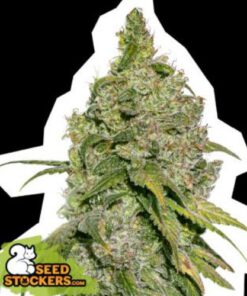 Dos Si Dos fem Seed Stockers