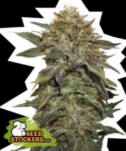 Fruit Cake fem Seed Stockers