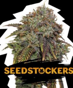 Gelato 41 auto Seed Stockers