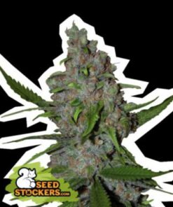 Gelato 41 fast version Seed Stockers