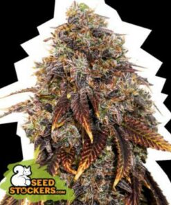 Gelato 41 fem Seed Stockers