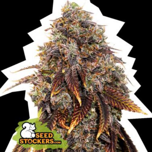 Gelato 41 fem Seed Stockers