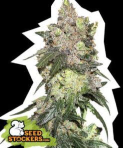 Girl Scout Cookies fem Seed Stockers
