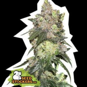 Girl Scout Cookies fem Seed Stockers