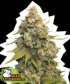 Golden Lemon Haze fem Seed Stockers
