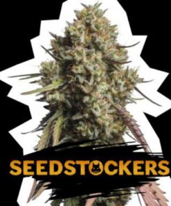 Gorilla Cookies auto Seed Stockers