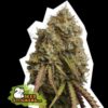 Gorilla Cookies fem Seed Stockers