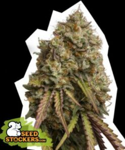 Gorilla Cookies fem Seed Stockers