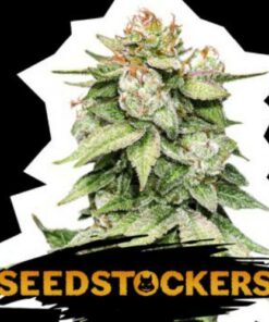 Gorilla Glue auto Seeds Stocker