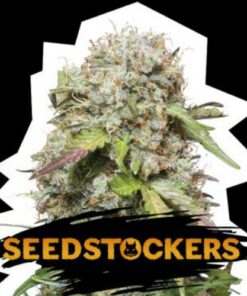 Jack Herer auto Seed Stockers