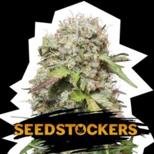 Jack Herer auto Seed Stockers