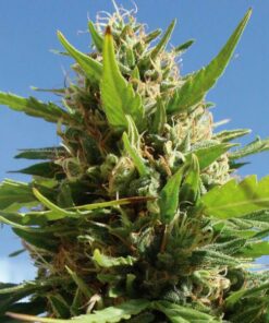 Limon Haze auto Seed Salad