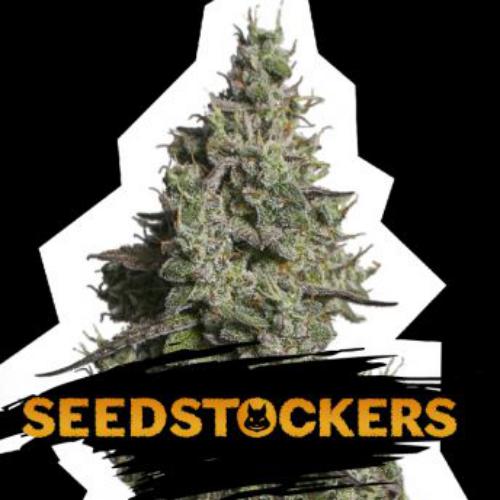 Moby Dick auto Seed Stockers