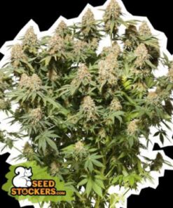Moby Dick fem Seed Stockers