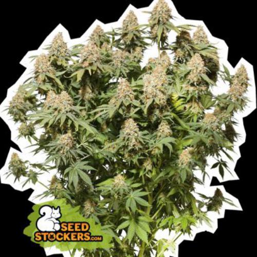 Moby Dick fem Seed Stockers