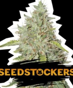 Northern Lights auto Seed Stockers