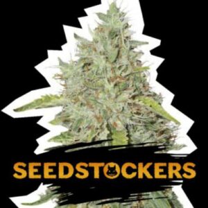 Northern Lights auto Seed Stockers