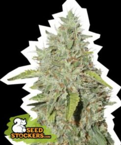 Northern Lights fem Seed Stockers