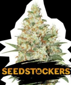 OG Kush auto Seed Stockers