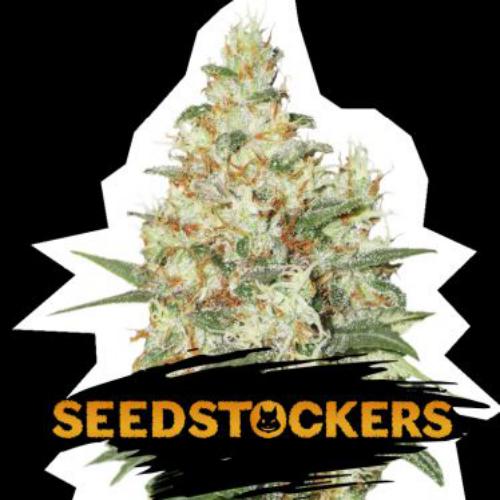 OG Kush auto Seed Stockers