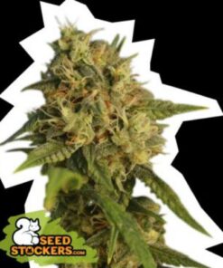 OG Kush fem Seed Stockers