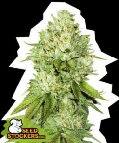 Pineapple fem Seed Stockers