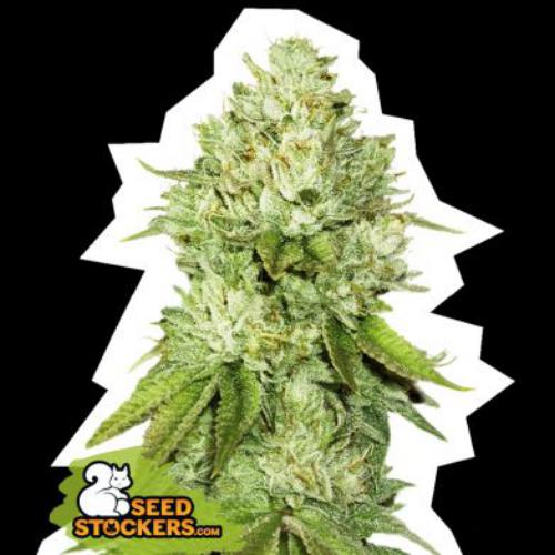 Pineapple fem Seed Stockers
