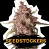 Purple Punch auto Seed Stockers