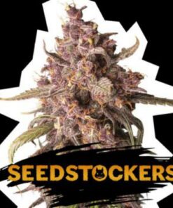 Purple Punch auto Seed Stockers
