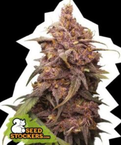 Purple Punch fem Seed Stockers