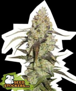 Runtz fem Seed Stockers