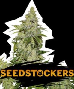 Sherbert auto Seed Stockers
