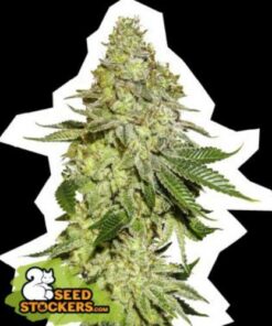 Sherbert fem Seed Stockers