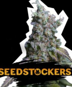 Sour Diesel auto Seed Stockers