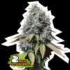 Sour Diesel fem Seed Stockers
