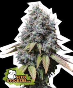 Sour Diesel fem Seed Stockers